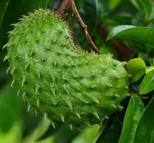 The Health Benefits of Soursop: A Tropical Treasure - Saved by the ...